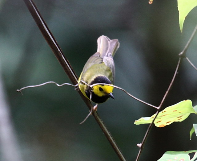 Hooded Warbler